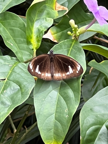 Euploea lewinii