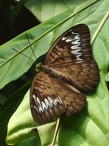 Tanaecia pelea