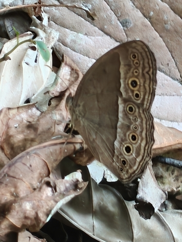 Mycalesis perseoides