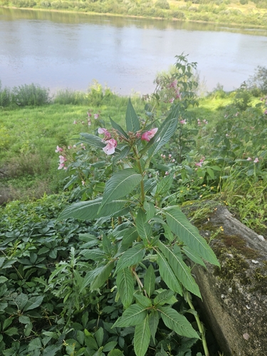 Himalayan balsam