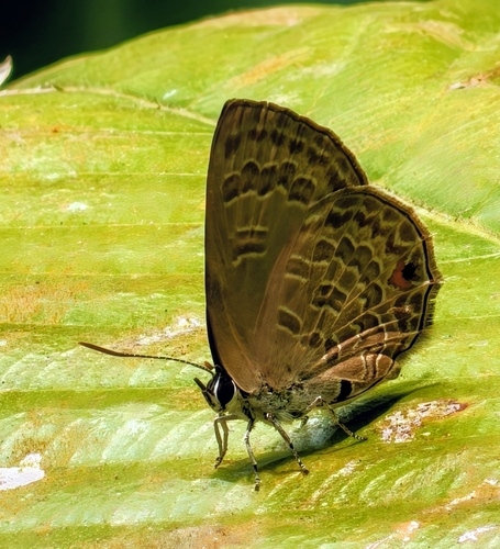 Anthene emolus