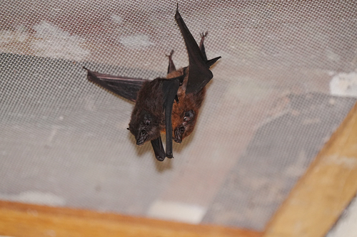 lesser sheath-tailed bat