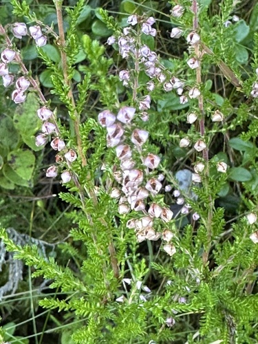 common heather