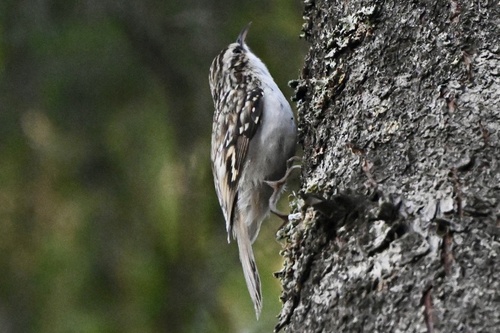 Eurasian Treecreeper