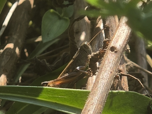 Shirakiacris shirakii