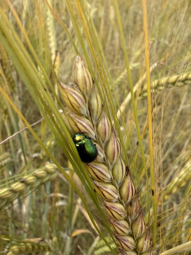 Plagiosterna aenea