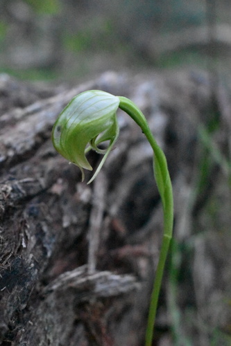 Nodding Greenhood