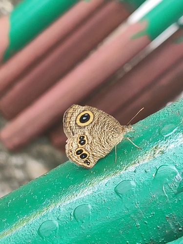 Common Five-ring