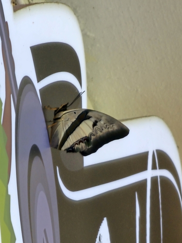 Polyura schreiber