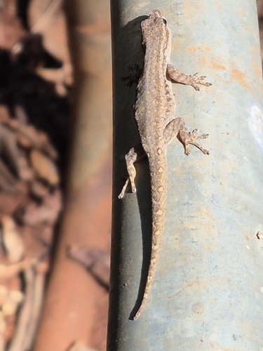 Common Dwarf Gecko