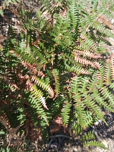 common bracken