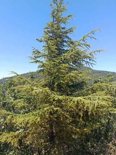 Atlas cedar