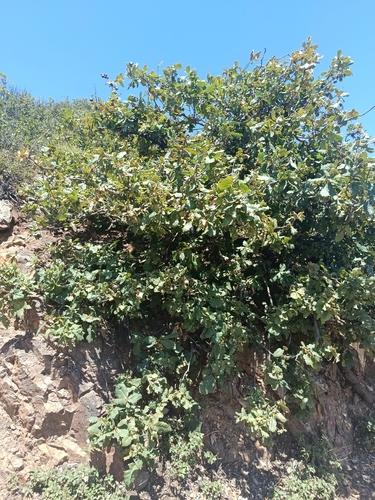 Mirbeck's oak