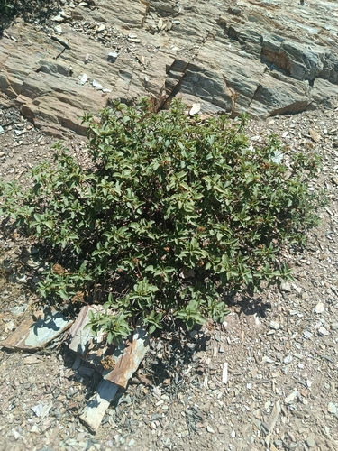 Laurel-leaved Cistus