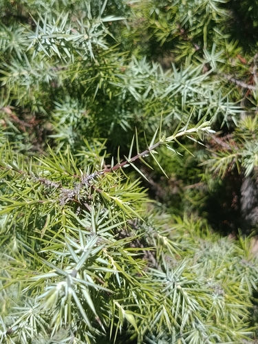 Juniperus oxycedrus badia