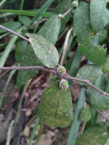 creek sandpaper fig