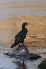 Great Cormorant
