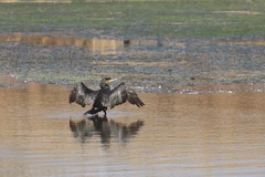 Great Cormorant