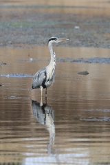 Grey Heron
