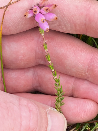 Cross-leaved Heath