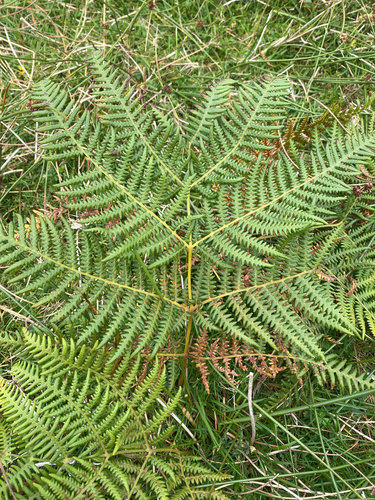 common bracken