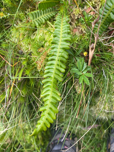 deer fern