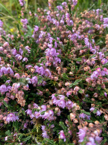 common heather