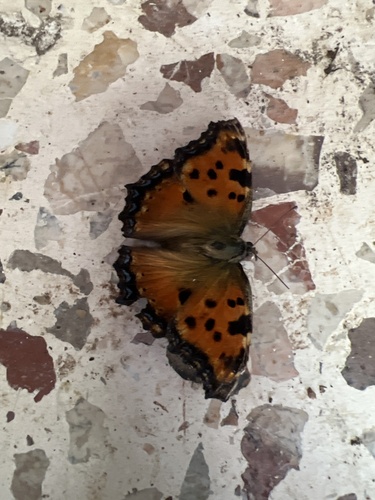 Large Tortoiseshell