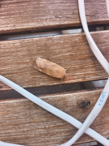 Broad-bordered Yellow Underwing