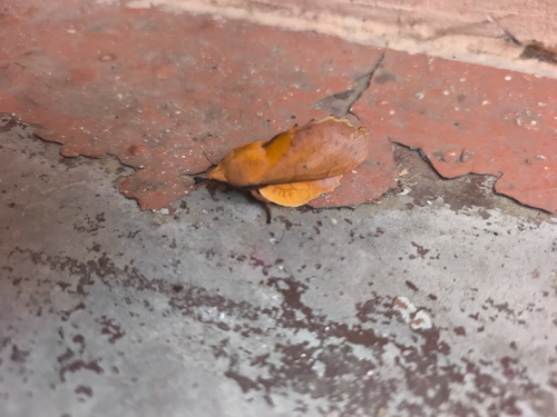 The Lappet