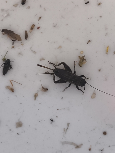 Desert Cricket
