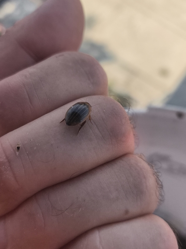 Hydaticus grammicus