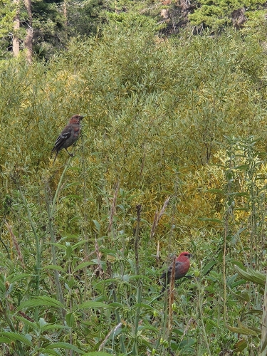 iNaturalist observation photo of Pine Grosbeak