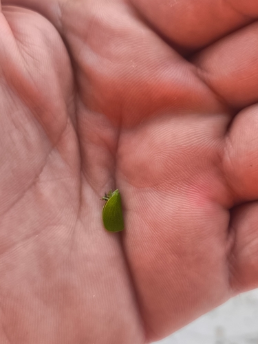 Green Cone-headed Planthopper