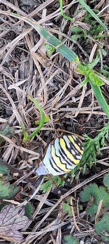 Wasp Spider