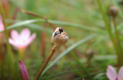 Foster's zephyrlily