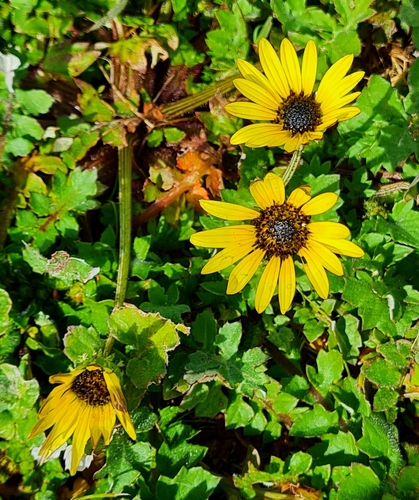 Capeweed