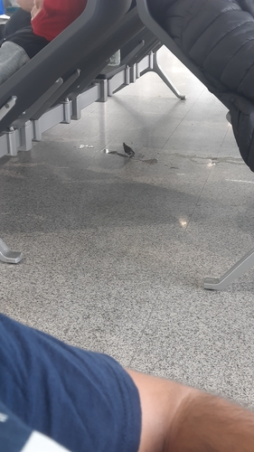 White Wagtail