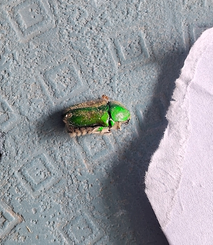 Chiloloba acuta