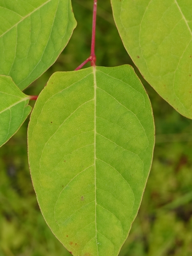Japanese knotweed
