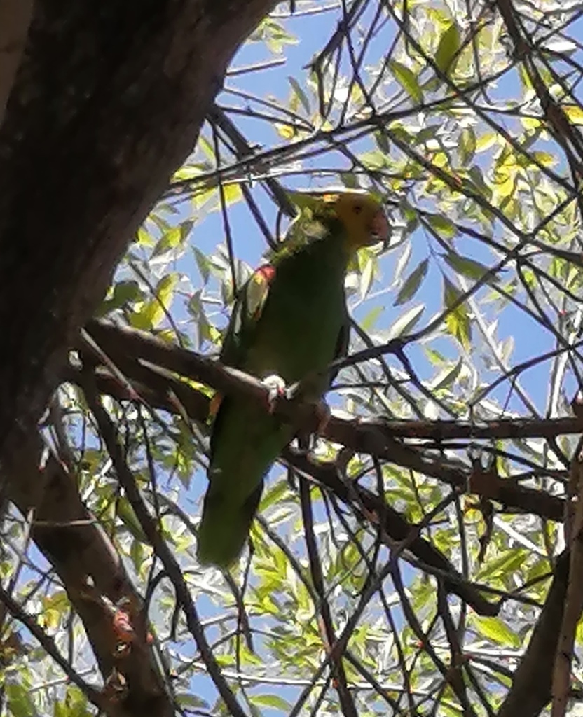 Yellow-headed Parrot in May 2020 by marumontes · iNaturalist