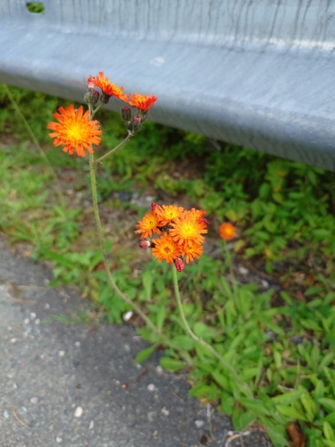 orange hawkweed