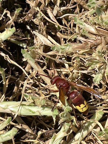 Oriental Hornet