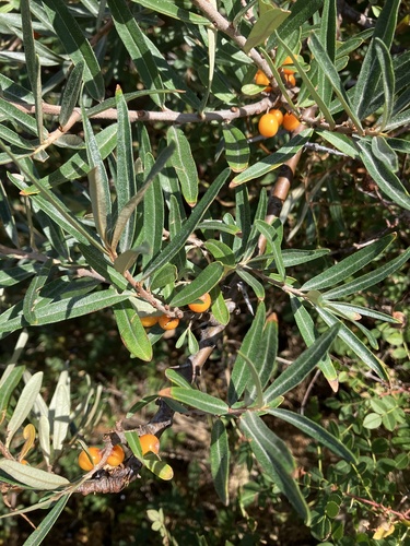 Sea-buckthorn