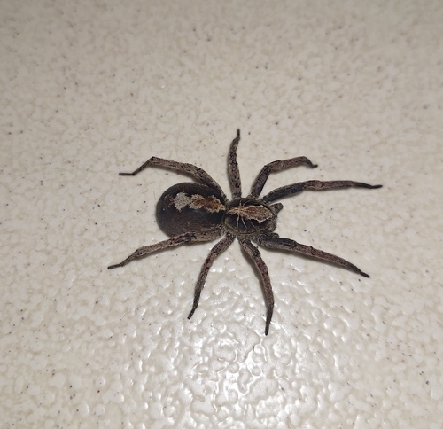 Ornate Tropical Wandering Spider