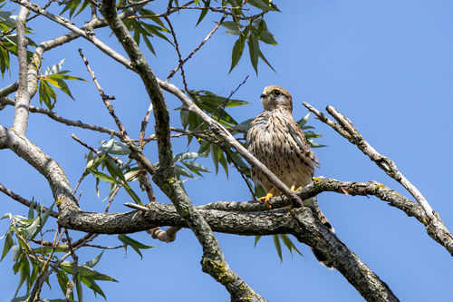 Eurasian Kestrel