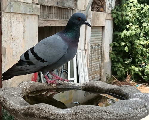 Feral Pigeon