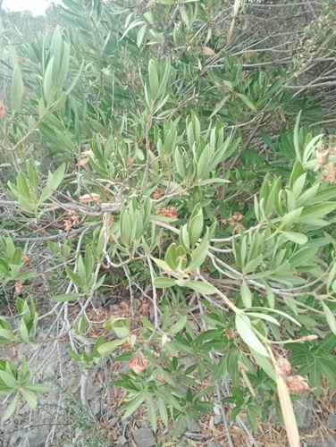 oleander