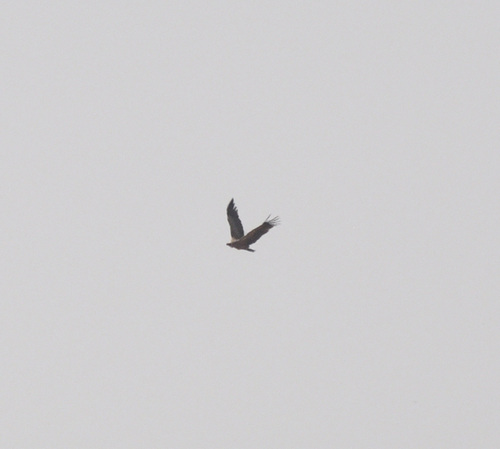 White-backed Vulture