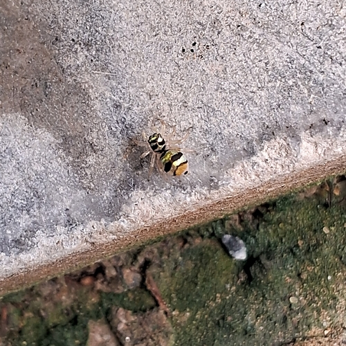 Banded Phintella
